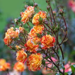 Rose Oranges And Lemons Papagena -Garden Bulbs Store 530737 2