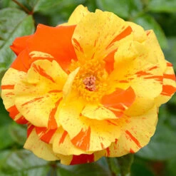 Rose Oranges And Lemons Papagena -Garden Bulbs Store 530737 3