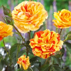 Rose Oranges And Lemons Papagena -Garden Bulbs Store 530737 4