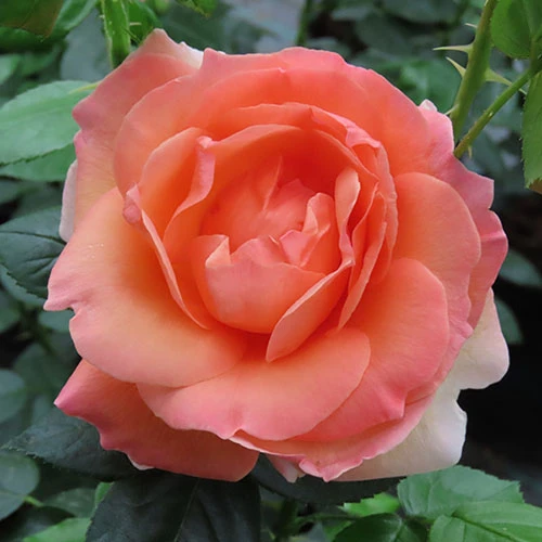 Rose Lady Marmalade ® 3 Rose Lady Marmalade ®
