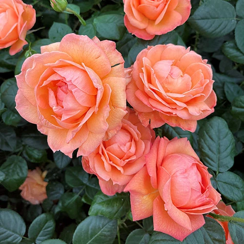 Rose Lady Marmalade ® 4 Rose Lady Marmalade ® - Image 2