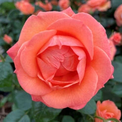 Rose Lady Marmalade ® 7 Rose Lady Marmalade ® -Garden Bulbs Store 530749 2
