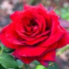 Rose Royal William -Garden Bulbs Store 530920