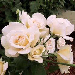 Rose Mary Berry 3L Potted 8 Rose Mary Berry 3L Potted -Garden Bulbs Store 531000 2