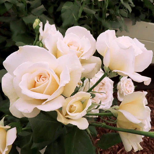 Rose Mary Berry 3L Potted 5 Rose Mary Berry 3L Potted - Image 3