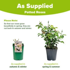 Rose Mary Berry 3L Potted 9 Rose Mary Berry 3L Potted -Garden Bulbs Store 531000 3