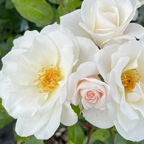 Rose Diamond 60th Wedding Anniversary 3L Pot 3 Rose Diamond 60th Wedding Anniversary 3L Pot