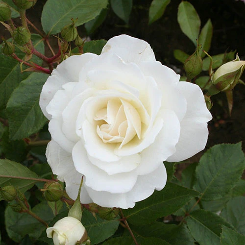 Rose Diamond 60th Wedding Anniversary 3L Pot 4 Rose Diamond 60th Wedding Anniversary 3L Pot - Image 2