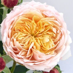 Rose Climbing Ginger Syllabub -Garden Bulbs Store 531003 1