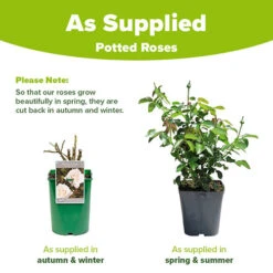 Rose Penny Lane -Garden Bulbs Store 531004 4