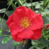 Rose Summer Sweetheart -Garden Bulbs Store 531005