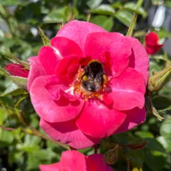 Rose Summer Sweetheart -Garden Bulbs Store 531005 2