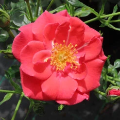 Rose Summer Sweetheart -Garden Bulbs Store 531005 3
