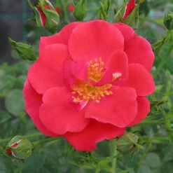 Rose Summer Sweetheart -Garden Bulbs Store 531005 5