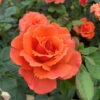 Rose Easy Does It -Garden Bulbs Store 531007