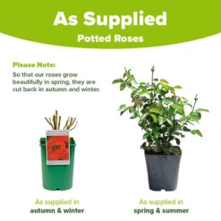 Rose Remembrance -Garden Bulbs Store 531008 2