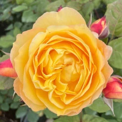 Rose Well Being -Garden Bulbs Store 531009 2