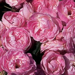 Rose Pearl Wedding 30th Anniversary