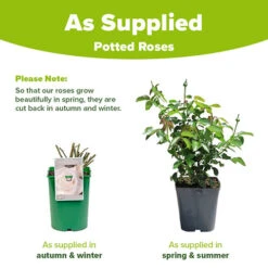 Rose Silver Wedding 25th Anniversary -Garden Bulbs Store 531013 1