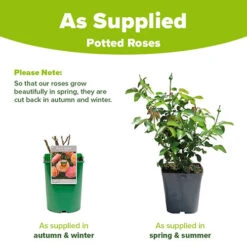 Rose Peach Melba -Garden Bulbs Store 531014 2