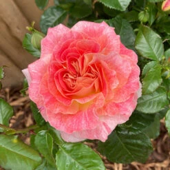 Rose Designer Sunset 3L Potted -Garden Bulbs Store 531016 1