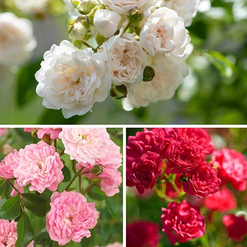 Rose The Fairy 1.5L X3 2 Rose The Fairy 1.5L X3