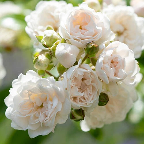 Rose The Fairy 1.5L X3 3 Rose The Fairy 1.5L X3 - Image 2