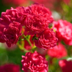 Rose The Fairy 1.5L X3 7 Rose The Fairy 1.5L X3 -Garden Bulbs Store 531029 2