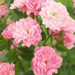 Rose The Fairy 1.5L X3 8 Rose The Fairy 1.5L X3 -Garden Bulbs Store 531029 3