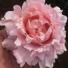 Rose 'King Charles Coronation' 3L Potted -Garden Bulbs Store 531034