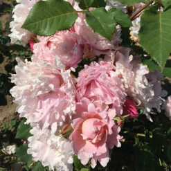 Rose 'King Charles Coronation' 3L Potted -Garden Bulbs Store 531034 2