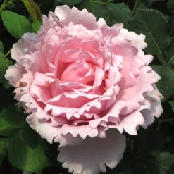 Rose 'King Charles Coronation' 3L Potted -Garden Bulbs Store 531034 3