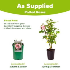 Rose 'King Charles Coronation' 3L Potted -Garden Bulbs Store 531034 4