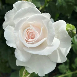 Rose Dame Deborah James -Garden Bulbs Store 531041 1