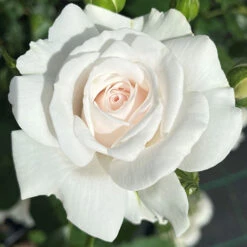 Rose Dame Deborah James -Garden Bulbs Store 531041 2