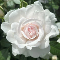 Rose Dame Deborah James -Garden Bulbs Store 531041 3