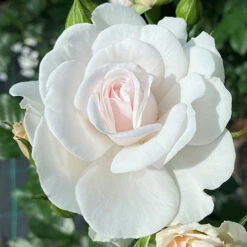 Rose Dame Deborah James -Garden Bulbs Store 531041 4