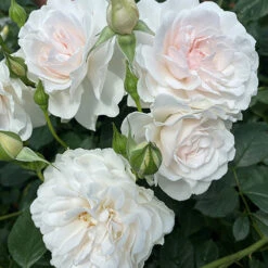 Rose Dame Deborah James -Garden Bulbs Store 531041 5