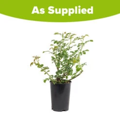 Rose Dame Deborah James -Garden Bulbs Store 531041 6