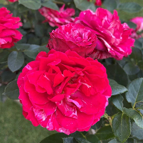 Rose Duke Of Edinburgh 4 Rose Duke Of Edinburgh - Image 2