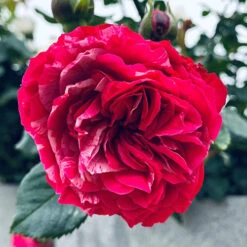 Rose Duke Of Edinburgh 15 Rose Duke Of Edinburgh -Garden Bulbs Store 540034 4