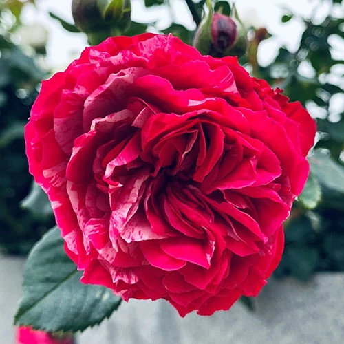 Rose Duke Of Edinburgh 7 Rose Duke Of Edinburgh - Image 5