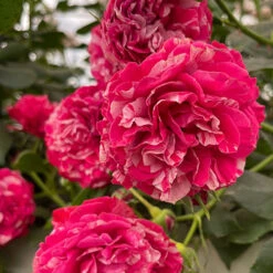 Rose Duke Of Edinburgh 16 Rose Duke Of Edinburgh -Garden Bulbs Store 540034 5