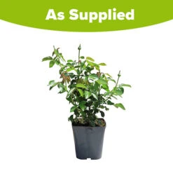 Rose Duke Of Edinburgh 18 Rose Duke Of Edinburgh -Garden Bulbs Store 540034 7