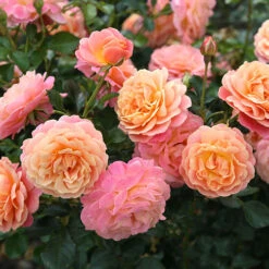 Rose Peach Melba Climbing -Garden Bulbs Store 540234 1