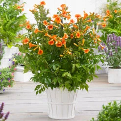 Patio Campsis 'Orange Trumpet' -Garden Bulbs Store 550001 1