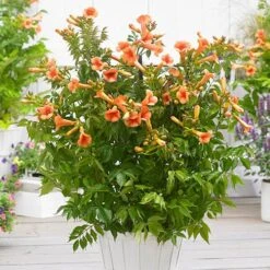 Patio Campsis 'Orange Trumpet' -Garden Bulbs Store 550001 4