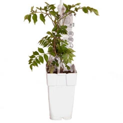 Patio Campsis 'Orange Trumpet' -Garden Bulbs Store 550001 5