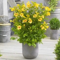 Patio Campsis 'Yellow Trumpet'