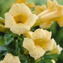 Patio Campsis 'Yellow Trumpet' -Garden Bulbs Store 550002 2